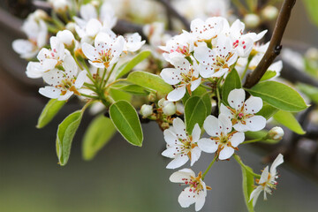 Fruit tree branch with white flowers.