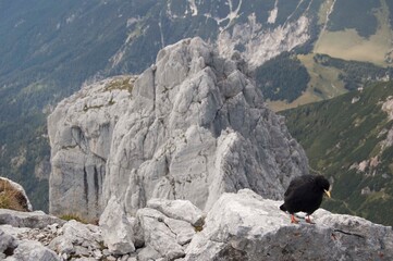 Alpendohlen im Karwendel Gebirge am Gipfel