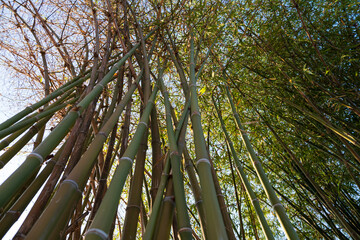 bamboo forest in the morning