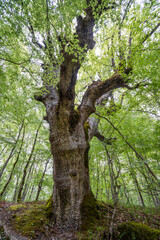 Fototapeta premium vertical photo of an old tree in a green forest