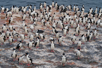 Group of Imperial Shag (Phalacrocorax atriceps albiventer) on the coast of Bleaker Island on the Falkland Islands