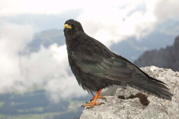 Alpendohlen im Karwendel Gebirge am Gipfel