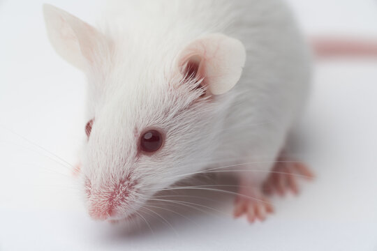 mouse on a white background close up
