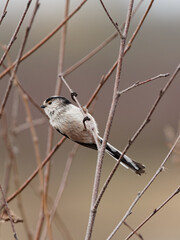 A long tailed tit (Aegithalos caudatus) clinging to a branch at St Aidans an RSPB reserve, in Leeds, West Yorkshire during winter.