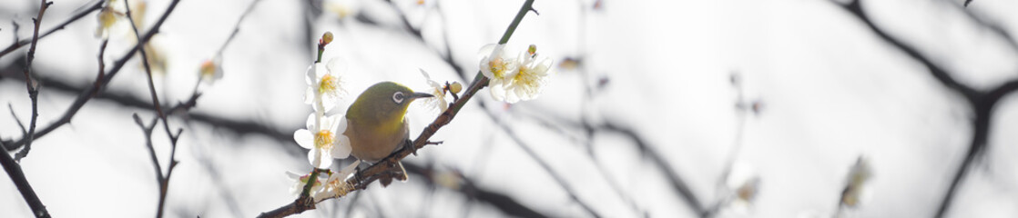 梅の花が咲いている