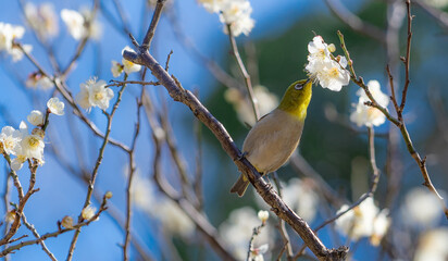 梅に遊びに来たメジロ