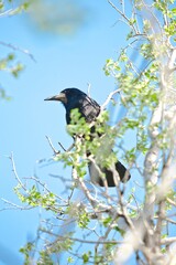 Sick black bird Raven sits on a tree against a blue sky