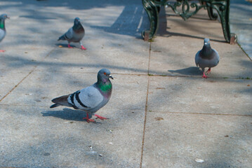 Pigeons in the park eating sunflower seeds. A flock of pigeons looking for food in the park. A...