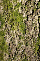 Tree with moss