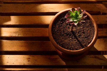Light and shadow close-up of indoor blooming houseplant in flower pot on wooden box. Interior shot of houseplant with sun lights