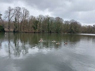 ducks on the lake