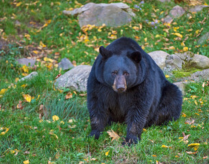 Black Bear