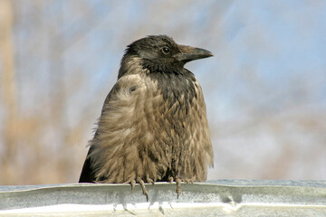 Sick black bird Raven sits on a tree against a blue sky