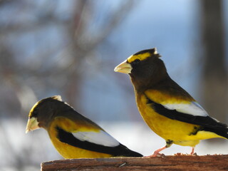 Big stray beaks at the feeder