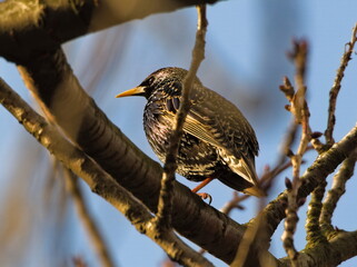 European starling (Sturnus vulgaris) common  starling on a branch