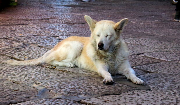 evocative image of a stray dog sleeping on the street