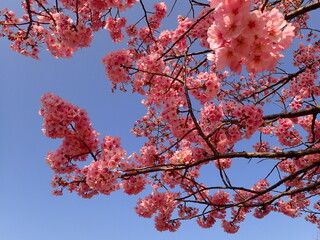 濃いピンク色の鮮やかな陽光桜