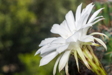 Cactus echinopsis tubiflora illuminated by soft evening sunlight, floral background, selective focus, close up