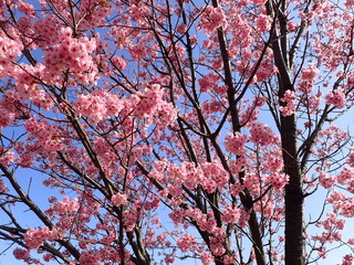 濃いピンク色の鮮やかな陽光桜
