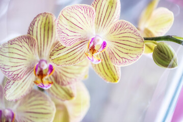 Closeup of Beautiful Flower Blossoming Orchids blurred floral