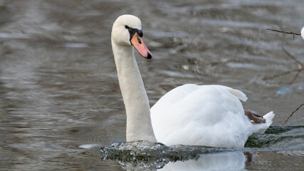 cygnus, bird, wasser, see, weiß, natur, tier, wild lebende tiere,