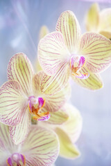 Obraz na płótnie Canvas Closeup of Flower Blossoming Orchids Phalaenopsis Baldans Kaleidoscope, defocused floral vertical background