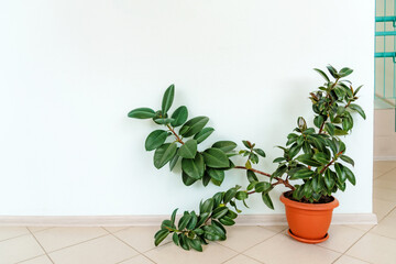 Big ficus elastic plant rubber tree in brown flower pots standing on the floor in the office.