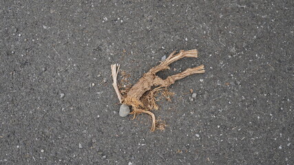 human shaped branch with stone head