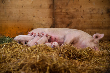 female pig feeding yount pigggies on farm agriculture luck lucky © Karin