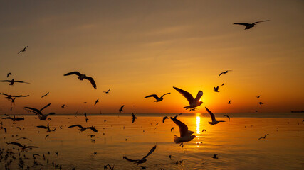 Sunset or evening time at sea or ocean with seagull bird flying.