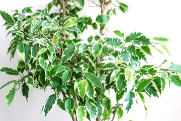 Ficus Benjamin in the pot standing in the window seal. Urban jungle concept. Natural air purifier.Houseplant portrait.