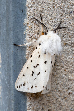 White Ermine Moth (Spilosoma lubricipeda)