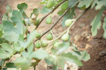 fig fruit plant tree growing in farm