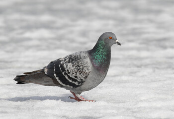 pigeon