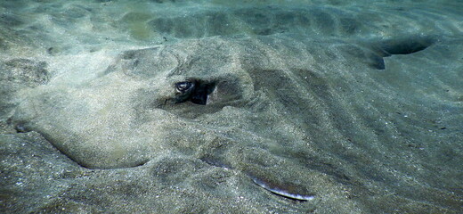 Costa Rica Pacific Sea life