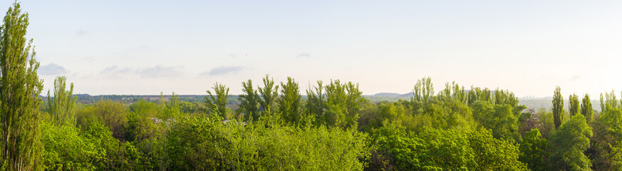 Fototapeta premium Spring landscape - bright green trees with young foliage on a bright warm sunny day in early spring.