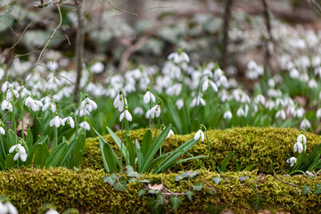 Feather spring flowers blossomed in the forest
