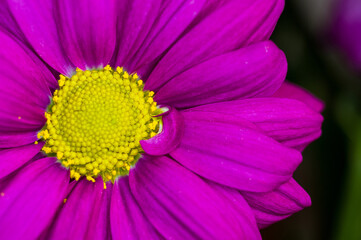 Fototapeta premium Beautiful bright purple and yellow chrysanthemum flowers, selective focus, macro