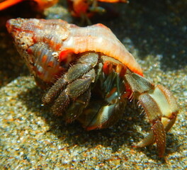 Costa Rica Pacific Sea life