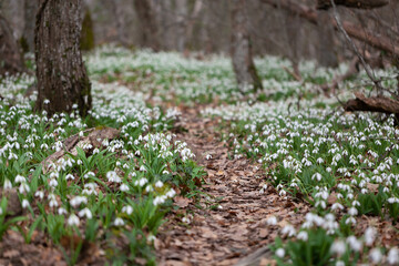 Fototapeta premium Feather spring flowers blossomed in the forest