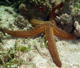 Costa Rica Pacific Sea life