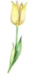 Obraz premium Yellow watercolor Tulip 