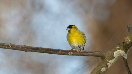 Erlenzeisig, gelb, ast, natur, wild lebende tiere, baum, wild, tier, singvogel