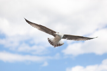 White seagull soars against beautiful sky with clouds