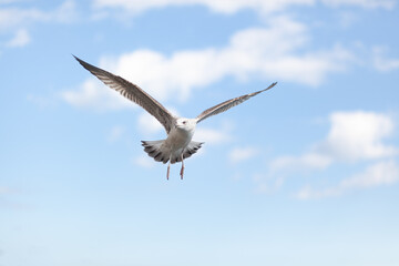 White seagull soars against beautiful sky with clouds