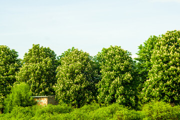 Spring landscape - bright green trees with young foliage on a bright warm sunny day in early spring.