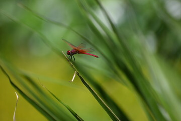 red dragonfly on a leaf