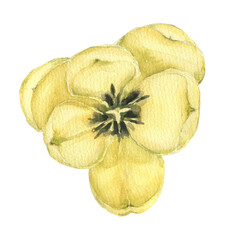 Yellow watercolor Tulip 