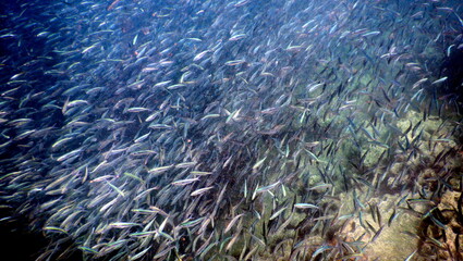Fototapeta na wymiar Costa Rica Pacific Sea life