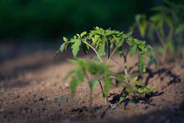 Green leaves of vegetable crops in the garden